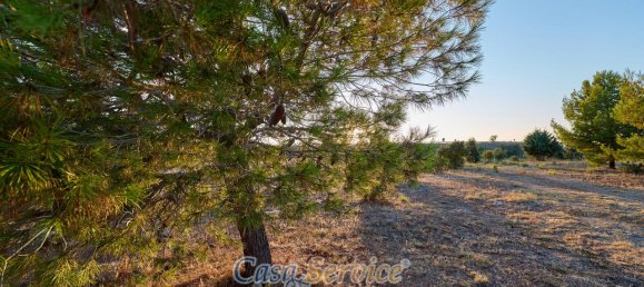 8 rooms Villa in Sannicola, Italy No. 232432 8