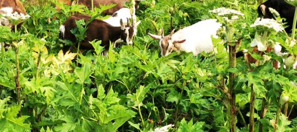 Granja de 4 dormitorios en Schwalm-Eder, Germany No. 140214 34