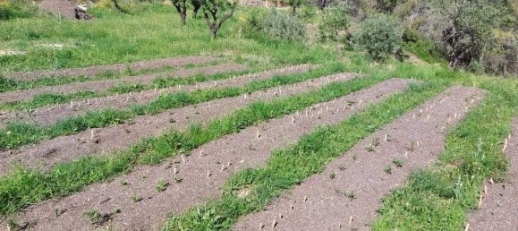  Land in Jalon, Spain No. 284842 14