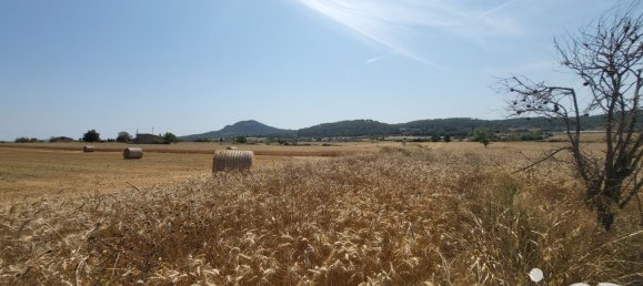 Земельный участок 14060м² в Синеу, Испания № 292939 21