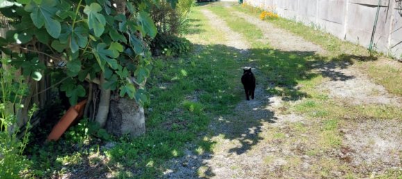 Casa T3 em Charente-Maritime, France N.º 277460 4