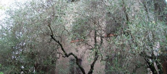 Дом с 12 комнатами в Бучине, Италия № 230814 6