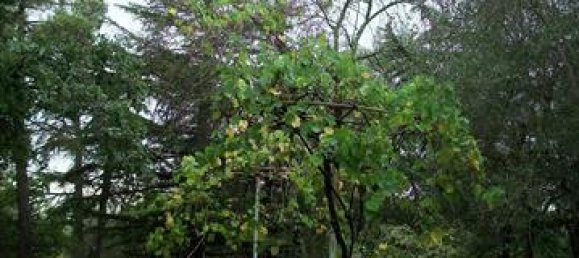 Дом с 12 комнатами в Бучине, Италия № 230814 7