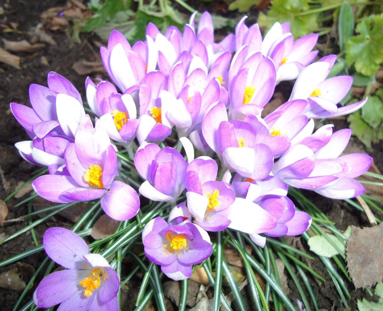 3 Schlafzimmer Haus in Burgenlandkreis, Germany, Nr. 19951