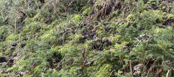  Commercial property in Bruck-Murzzuschlag, Austria No. 131679 10