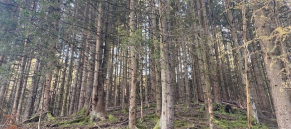  Commercial property in Bruck-Murzzuschlag, Austria No. 131679 11