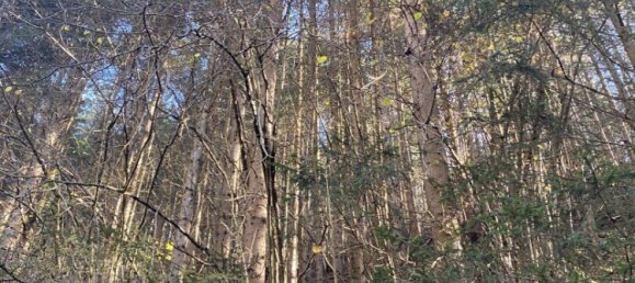  Commercial property in Bruck-Murzzuschlag, Austria No. 131679 3