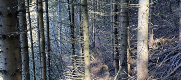  Commercial property in Bruck-Murzzuschlag, Austria No. 131679 8