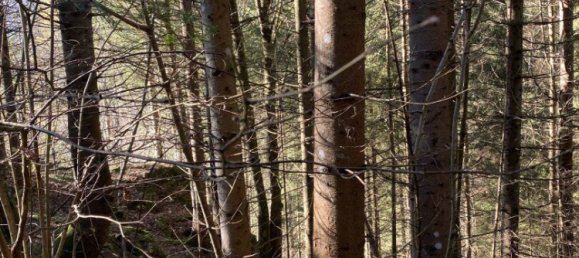  Commercial property in Bruck-Murzzuschlag, Austria No. 131679 4