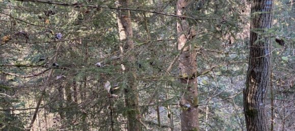  Commercial property in Bruck-Murzzuschlag, Austria No. 131679 2