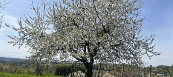  Land in Ottendorf an der Rittschein, Austria No. 130794 10