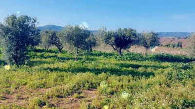 Grundstück in La Bisbal Del Penedes, Spain 15000m², Nr. 252898