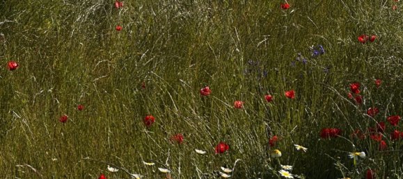 Terreno en Alcudia, Spain No. 155635 18