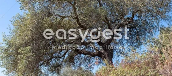 Земельный участок в Алкотин, Португалия № 39801 8