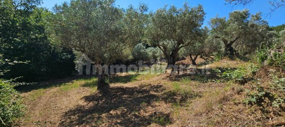 3200m² Land in Stalettì, Italy No. 149308 12