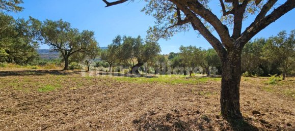 3200m² Land in Stalettì, Italy No. 149308 6