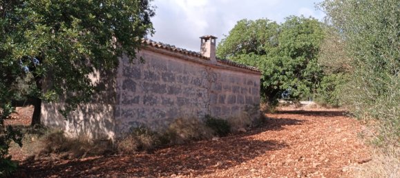 7030m² Land in Petra, Spain No. 190666 7