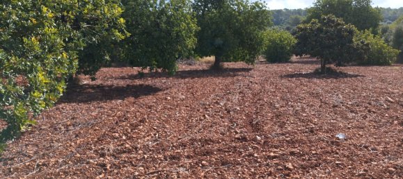 7030m² Land in Petra, Spain No. 190666 13