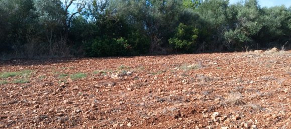 7030m² Land in Petra, Spain No. 190666 14