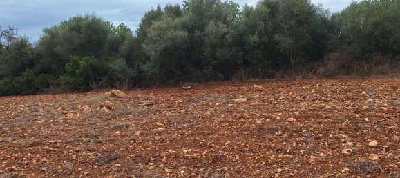 7030m² Land in Petra, Spain No. 190666 12