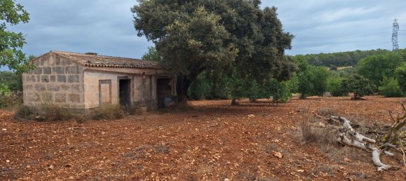 7030m² Land in Petra, Spain No. 190666 2