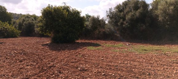7030m² Land in Petra, Spain No. 190666 15