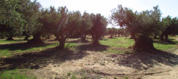 10670m² Land in Sciacca, Italy No. 282774 6