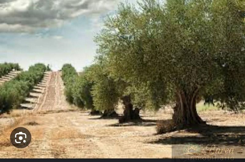  قطعة أرض في Rute, Spain 13880متر مربع رقم 220298