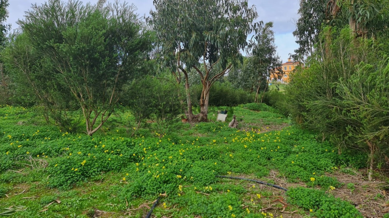 Земельный участок 2000м² в Торриш Ведраш, Португалия № 350802