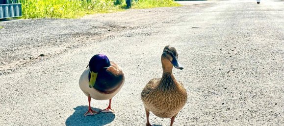 3-Zimmer Bungalow in Havelland, Germany, Nr. 365610 11