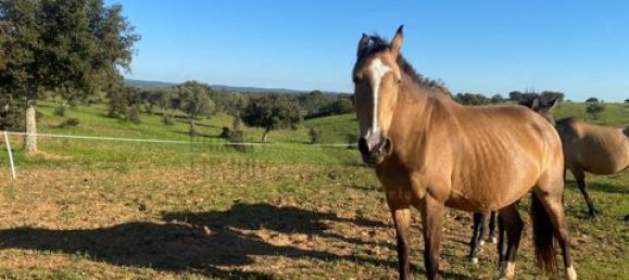 3 bedrooms House in Vila Verde de Ficalho, Portugal No. 190199 30