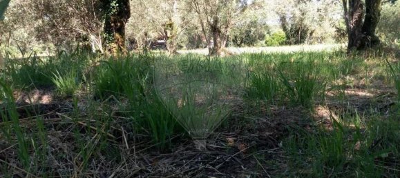 Terrain à Avelas de Cima, Portugal 620m² No. 64350 2