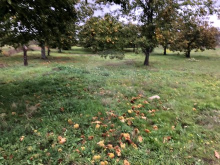 Grundstück in Aveloso, Portugal 17900m², Nr. 73221