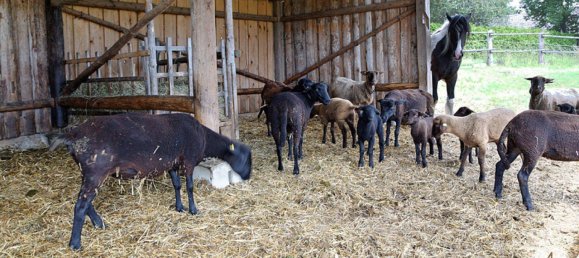 Земельный участок 76743м² в Виндигстайг, Австрия № 162436 8