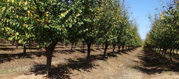 Grundstück in Maule, Chile, Nr. 1085 2