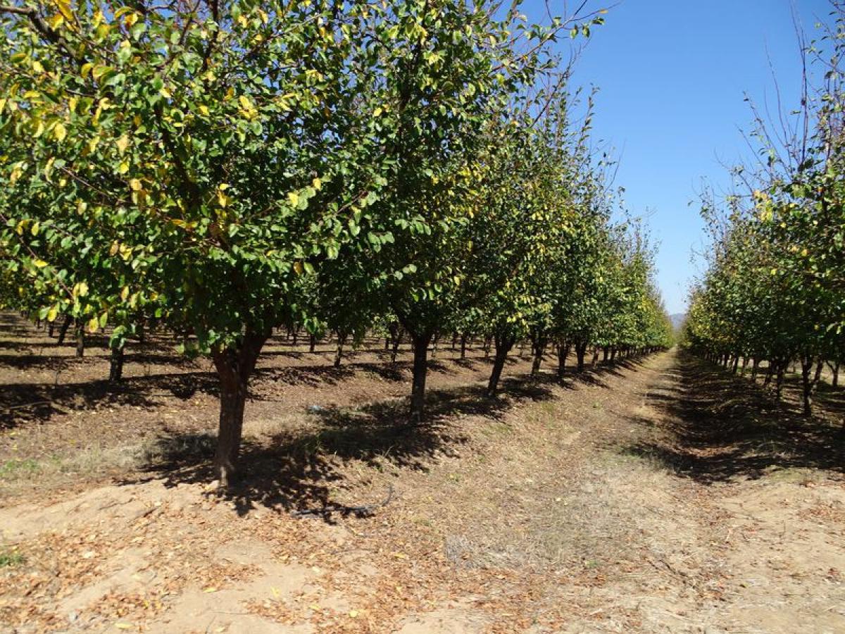 Grundstück in Maule, Chile, Nr. 1085