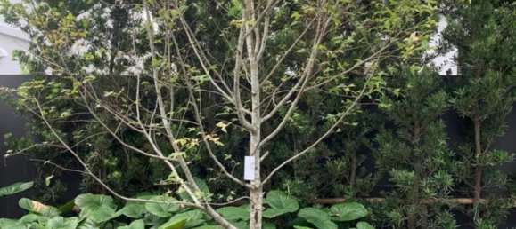 Villa T3 em Saphan Sung, Thailand N.º 62577 6