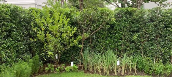 Villa T3 em Saphan Sung, Thailand N.º 62577 7