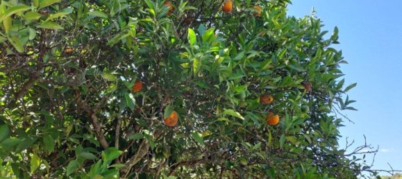 1280m² Land in Azinhal, Portugal No. 50030 17