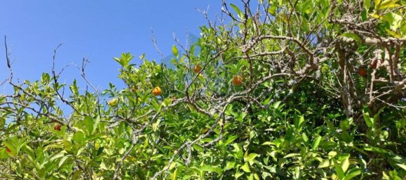 1280m² Land in Azinhal, Portugal No. 50030 20