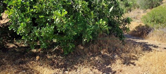 1280m² Land in Azinhal, Portugal No. 50030 32