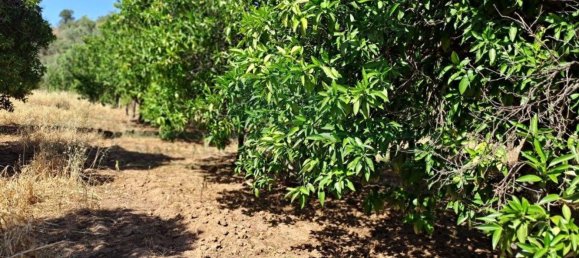 1280m² Land in Azinhal, Portugal No. 50030 13