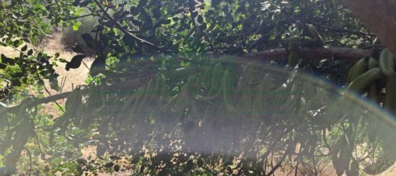 1280m² Land in Azinhal, Portugal No. 50030 18