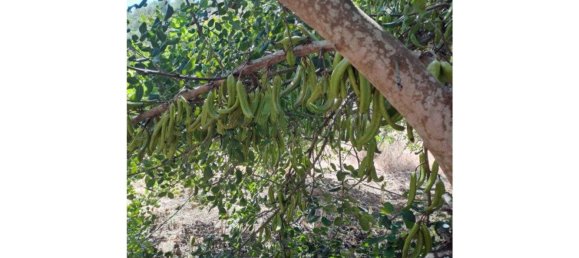 1280m² Land in Azinhal, Portugal No. 50030 39