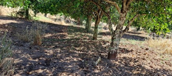 1280m² Land in Azinhal, Portugal No. 50030 7