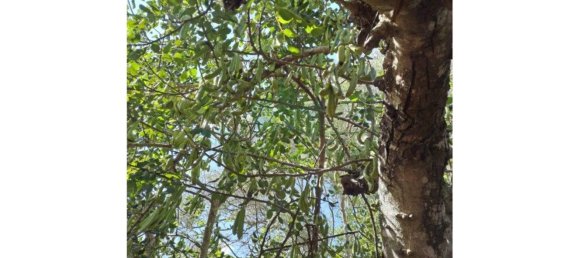 1280m² Land in Azinhal, Portugal No. 50030 37