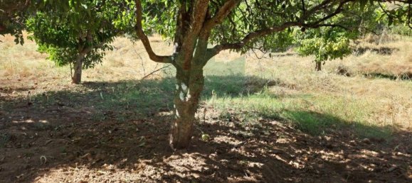 1280m² Land in Azinhal, Portugal No. 50030 8