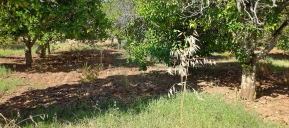 1280m² Land in Azinhal, Portugal No. 50030 21