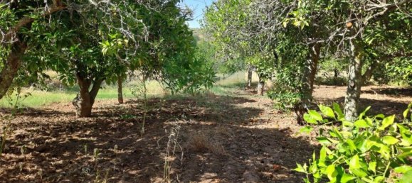 1280m² Land in Azinhal, Portugal No. 50030 22