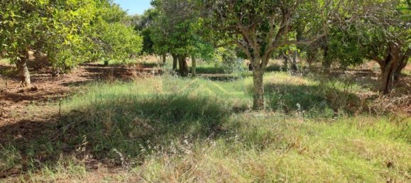 1280m² Land in Azinhal, Portugal No. 50030 9